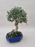 Bonsai Olijf olea sylvestris