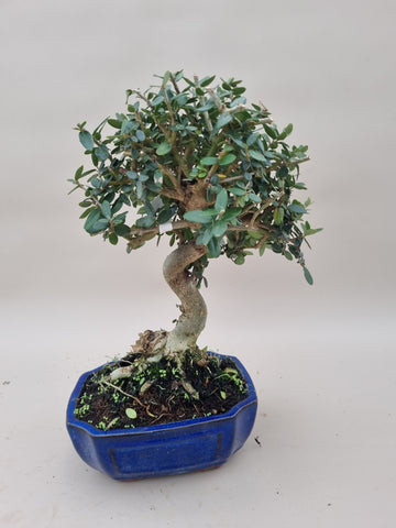 Bonsai Olijf olea sylvestris