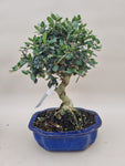 Bonsai Olijf olea sylvestris