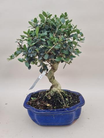 Bonsai Olijf olea sylvestris