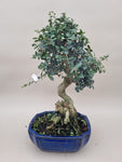 Bonsai Olijf olea sylvestris