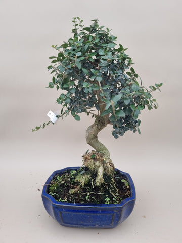 Bonsai Olijf olea sylvestris