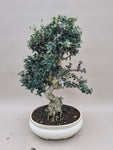 Bonsai Olijf olea sylvestris