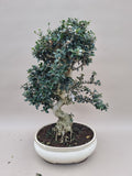 Bonsai Olijf olea sylvestris