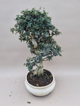 Bonsai Olijf olea sylvestris