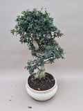 Bonsai Olijf olea sylvestris