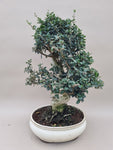 Bonsai Olijf olea sylvestris
