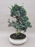 Bonsai Olijf olea sylvestris