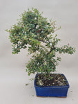 Bonsai cotoneaster