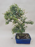 Bonsai cotoneaster
