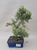 Bonsai cotoneaster