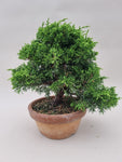 Bonsai Juniperus chinensis itoigawa shohin