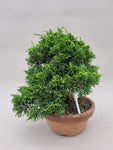 Bonsai Juniperus chinensis itoigawa shohin