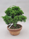 Bonsai Juniperus chinensis itoigawa shohin
