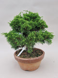 Bonsai Juniperus chinensis itoigawa shohin