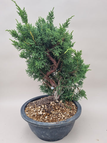 Bonsai Juniperus chinensis