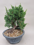 Bonsai Juniperus chinensis