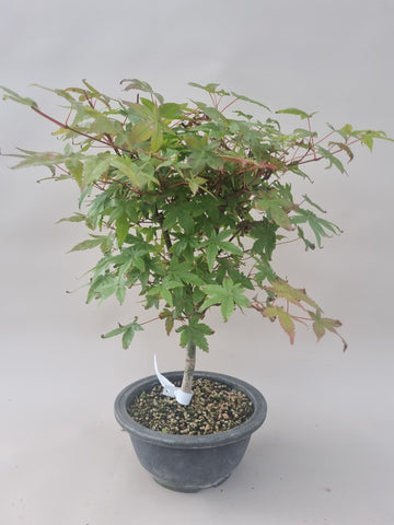 Bonsai Acer palm. Deshojo