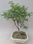 Bonsai boom acer palmatum shaina