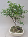 Bonsai boom acer palmatum shaina