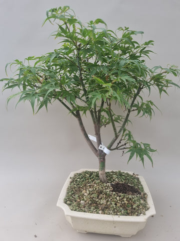 Bonsai boom acer palmatum shaina