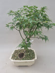 Bonsai boom acer palmatum shaina