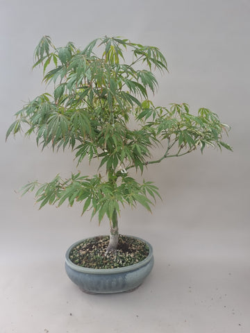Bonsai acer palmatum extravaganta