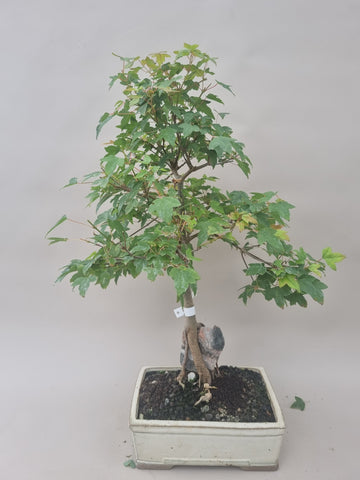 Acer Beurgerianum op rots