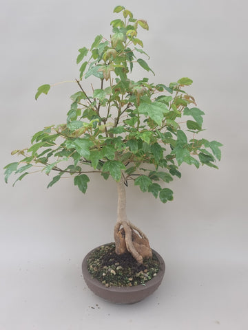 Acer Beurgerianum op rots