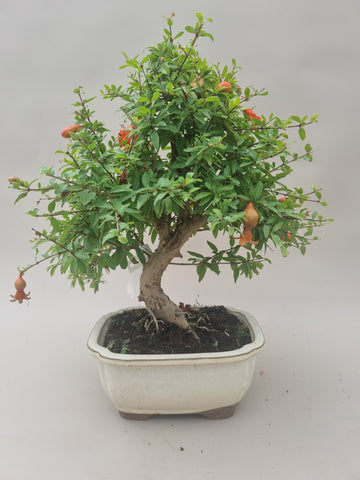 Bonsai punica granatum