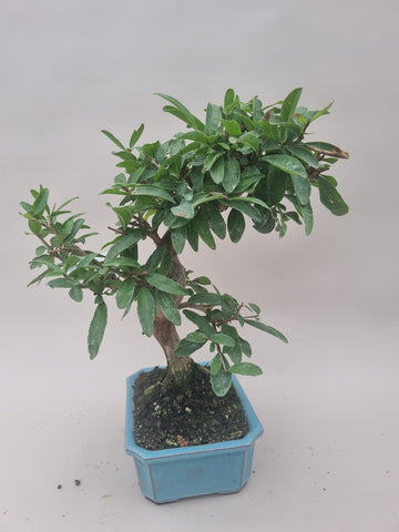 Bonsai punica granatum nejikan