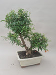 Bonsai punica granatum