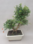 Bonsai punica granatum