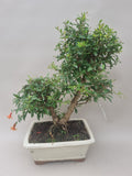 Bonsai punica granatum