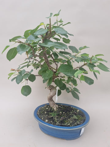 Prunus mahaleb