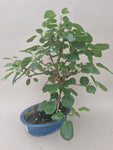 Prunus mahaleb