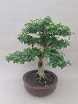 Bonsai liguster