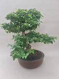 Bonsai liguster