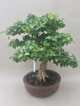 Bonsai liguster