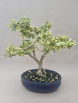 Bonsai liguster bont bladig