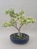 Bonsai liguster bont bladig