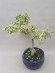 Bonsai liguster bont bladig