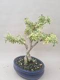 Bonsai liguster bont bladig
