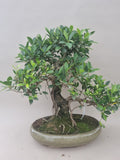 Bonsai ficus