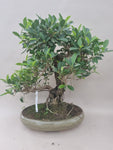 Bonsai ficus