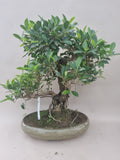 Bonsai ficus