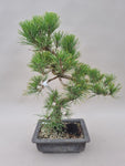 Bonsai Pinus thunbergii