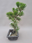 Bonsai Pinus thunbergii