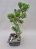 Bonsai Pinus thunbergii