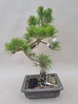 Bonsai Pinus thunbergii